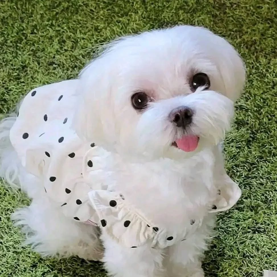1000032644