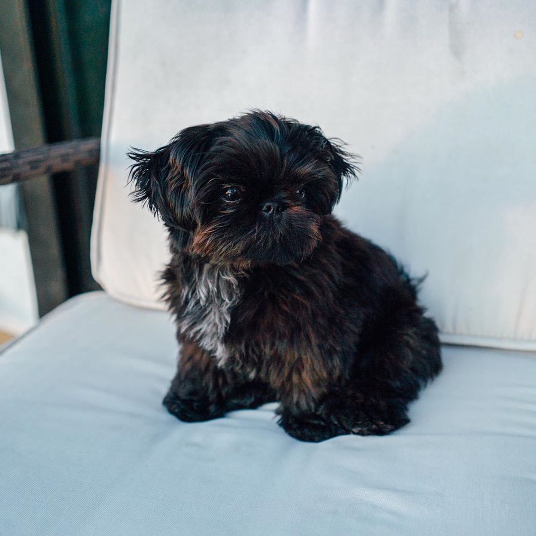 Asher DP
