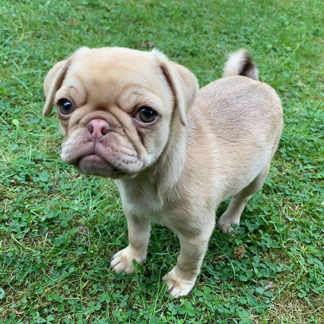 Male Pug Captain